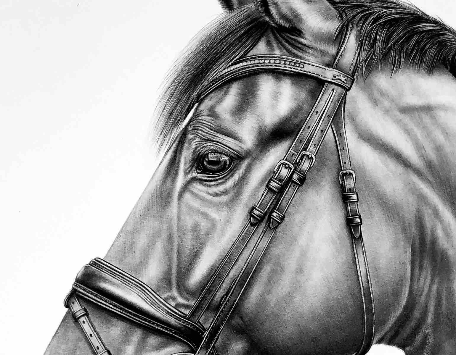 Bleistiftzeichnung Pferd Details Bleistiftzeichnung