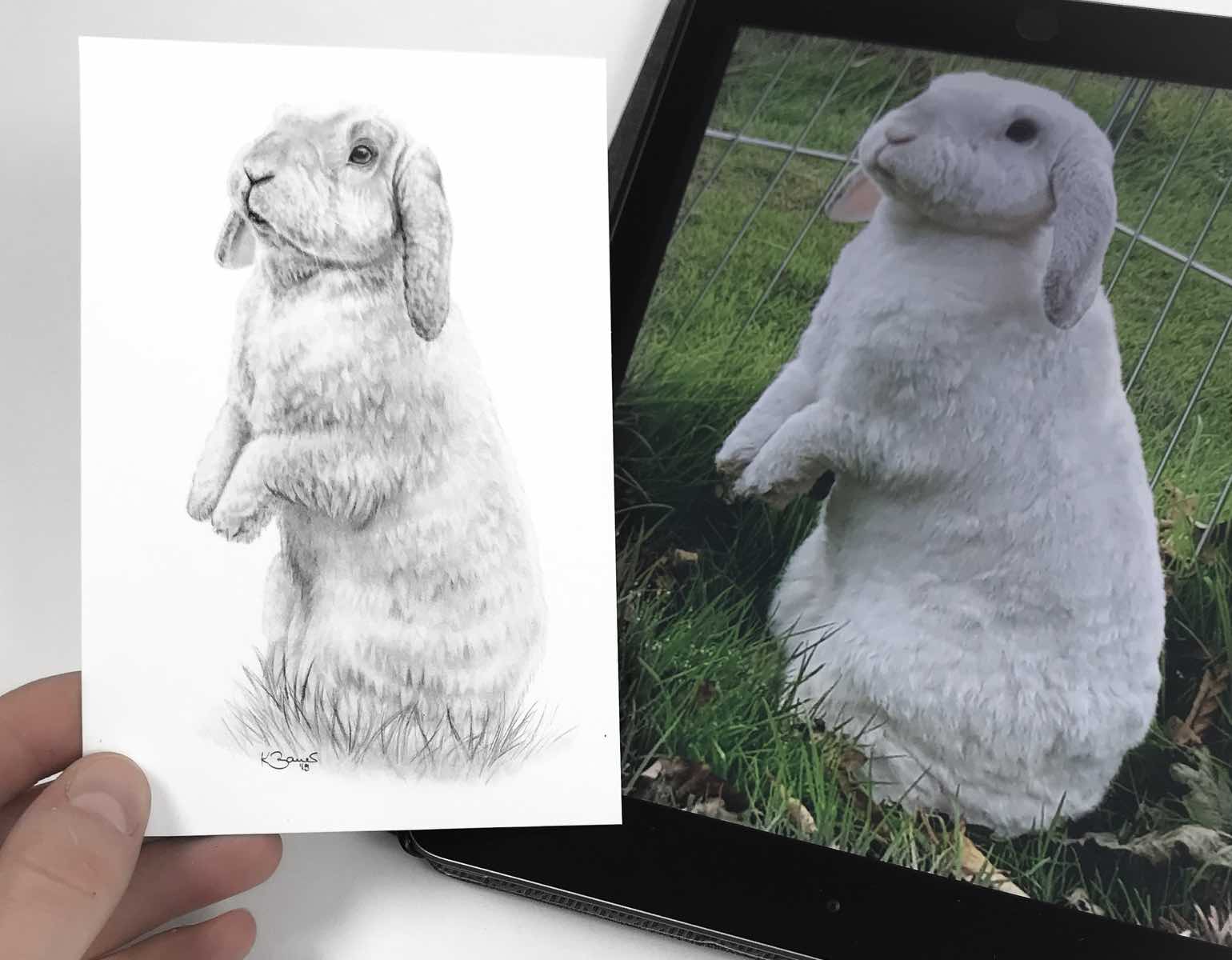 Kaninchen Bleistift Zeichnung